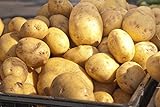 5 Lbs Russet Seed Potatoes - USA Non-GMO Certified Potato TUBERS SPUDS Photo, bestseller 2024-2023 new, best price $13.99 review