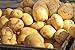 Photo 5 Lbs Russet Seed Potatoes - USA Non-GMO Certified Potato TUBERS SPUDS new bestseller 2024-2023