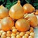 Foto 1 Beutel Zwiebelsamen zum Anpflanzen, saftige, fettarme georgische Fruchtsamen für Küche, Garten und Balkon - Zwiebelsamen neu Bestseller 2024-2023