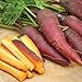Photo Cosmic Purple Carrot Seeds, 500 Heirloom Seeds Per Packet, Non GMO Seeds, Isla's Garden Seeds new bestseller 2024-2023