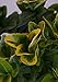 Photo Golden Euonymus (2.4 Gallon) Green and Yellow Variegated Evergreen Shrub - Full Sun to Part Shade Live Outdoor Plant new bestseller 2024-2023