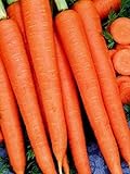 David's Garden Seeds Carrot Tendersweet 7614 (Orange) 200 Non-GMO, Heirloom Seeds Photo, bestseller 2024-2023 new, best price $3.45 review