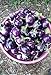 Photo 25 Seeds / Purple Eggplant (Baby Eggplants) new bestseller 2024-2023
