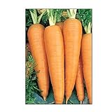 750 Danvers 126 Carrot Seeds | Non-GMO | Fresh Garden Seeds Photo, bestseller 2024-2023 new, best price $5.95 review