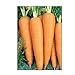 Photo 750 Danvers 126 Carrot Seeds | Non-GMO | Fresh Garden Seeds new bestseller 2024-2023