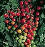 David's Garden Seeds Tomato Cherry Supersweet FBA 1010 (Red) 25 Non-GMO, Hybrid Seeds Photo, bestseller 2024-2023 new, best price $6.95 review