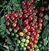 Photo David's Garden Seeds Tomato Cherry Supersweet FBA 1010 (Red) 25 Non-GMO, Hybrid Seeds new bestseller 2024-2023
