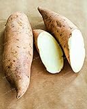 Dichondra Fresh 20Pcs Sweet Potato Vegetables Seeds for Planting White Photo, bestseller 2024-2023 new, best price $14.99 review