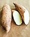 Photo Dichondra Fresh 20Pcs Sweet Potato Vegetables Seeds for Planting White new bestseller 2024-2023