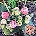 Photo Big Pack Rare Fresh Seeds for Planting (White Strawberry-2000+ Seeds) new bestseller 2024-2023
