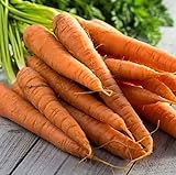 Tendersweet Carrot Seeds - 50 Count Seed Pack - Non-GMO - Rich-Orange Colored Roots are coreless, Crisp and Very Sweet. Perfect for Canning, juicing, or Eating raw. - Country Creek LLC Photo, bestseller 2024-2023 new, best price $2.29 review