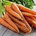 Photo Tendersweet Carrot Seeds - 50 Count Seed Pack - Non-GMO - Rich-Orange Colored Roots are coreless, Crisp and Very Sweet. Perfect for Canning, juicing, or Eating raw. - Country Creek LLC new bestseller 2024-2023