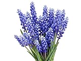 Muscari Armeniacum - 15 Grape Hyacinth Bulbs - Top Size 9/10 cm Photo, bestseller 2024-2023 new, best price $17.99 ($1.20 / Count) review