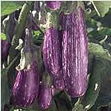 Unbrandred Fairy Tale Eggplants Seeds (25+ Seeds)(More Heirloom, Organic, Non GMO, Vegetable, Fruit, Herb, Flower Garden Seeds (25+ Seeds) at Seed King Express) Photo, bestseller 2024-2023 new, best price $3.69 review