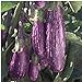 Photo Unbrandred Fairy Tale Eggplants Seeds (25+ Seeds)(More Heirloom, Organic, Non GMO, Vegetable, Fruit, Herb, Flower Garden Seeds (25+ Seeds) at Seed King Express) new bestseller 2024-2023