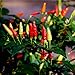 Photo David's Garden Seeds Pepper Ornamental Tabasco 4166 (Red) 50 Non-GMO, Open Pollinated Seeds new bestseller 2024-2023