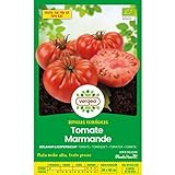 Semillas ecológicas de tomate marmande raf Vergea Foto, éxito de ventas 2024-2023 nuevo, mejor precio 1,85 € revisión