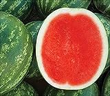 David's Garden Seeds Fruit Watermelon (Seedless) Chunky (Red) 25 Non-GMO, Hybrid Seeds Photo, bestseller 2024-2023 new, best price $9.95 review