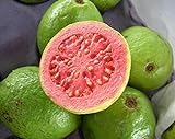 Guayaba frutas tropicales Psidium guajava semillas de árboles de guayaba exótica comestible 15 SEMILLAS Foto, éxito de ventas 2024-2023 nuevo, mejor precio 1,99 € revisión