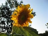 Monster Sunflower 30+ ( Ct ) Photo, bestseller 2024-2023 new, best price $16.00 review