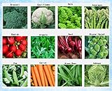 Premium Winter Vegetable Seeds Collection Organic Non-GMO Heirloom Seeds 12 Varieties: Radish, Pea, Broccoli, Beet, Carrot, Cauliflower, Green Bean, Kale, Arugula, Cabbage, Asparagus, Brussel Sprout Photo, bestseller 2024-2023 new, best price $15.95 ($1.33 / Count) review