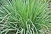 Photo Lemongrass Seeds - 100 Seeds - Easy to Grow Herb - Ships from Iowa, Made in USA - Grow Lemon Grass new bestseller 2024-2023