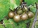 Photo 15 Seeds of Bronze Scuppernong (Muscadine) Female Native Heirloom Grape Non GMO new bestseller 2024-2023