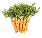Carrot Vegetable Seeds for Planting Home Garden Outdoors - Little Finger Baby Carrot Seeds! Photo, bestseller 2024-2023 new, best price $5.99 review