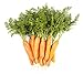 Photo Carrot Vegetable Seeds for Planting Home Garden Outdoors - Little Finger Baby Carrot Seeds! new bestseller 2024-2023