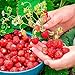 Photo SeedsUP - 100+ Alpine Strawberry Baron Solemacher Everbearing - Fruit Red new bestseller 2024-2023