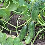 200+ Cucumber Seeds for Planting, Non-GMO, Premium Heirloom Seeds Photo, bestseller 2024-2023 new, best price $10.99 ($0.05 / Count) review