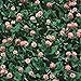 Photo Strawberry Clover - 1 LB ~270,000 Seeds - Hay, Silage, Green Manure or Farm & Garden Cover Crops - Attracts Pollinators new bestseller 2024-2023