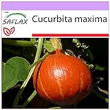 SAFLAX - Calabaza Hokkaido - 10 semillas - Cucurbita maxima Foto, éxito de ventas 2024-2023 nuevo, mejor precio 3,95 € revisión