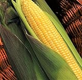 TomorrowSeeds - Kandy Korn Yellow Sweet Corn Seeds - 90+ Count Packet - Red Purple Husk EH Hybrid Untreated Golden Early Harvest Non GMO Photo, bestseller 2024-2023 new, best price $8.80 ($0.10 / Count) review