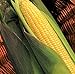 Photo TomorrowSeeds - Kandy Korn Yellow Sweet Corn Seeds - 90+ Count Packet - Red Purple Husk EH Hybrid Untreated Golden Early Harvest Non GMO new bestseller 2024-2023