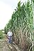 Photo Elephant Grass Seeds - 100 Seeds - Tallest Grass in The World - Ships from Iowa, Made in USA new bestseller 2024-2023
