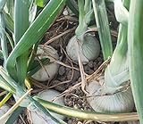 Vidalia Sweet Onion Seeds 120+ Pieces Non-GMO 110/170 Days Spring/Fall Garden Photo, bestseller 2024-2023 new, best price $8.00 ($0.07 / Count) review