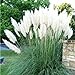 Photo 4 White Pampas Grass Plugs , Mature Plants Ornamental Grasses Perennial Sale new bestseller 2024-2023