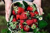 Albion Everbearing Strawberry Bare Roots Plants, 25 per Pack, Hardy Plants Non GMO… Photo, bestseller 2024-2023 new, best price $15.99 ($0.64 / Count) review