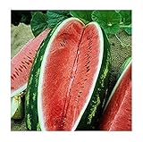 David's Garden Seeds Fruit Watermelon Allsweet 1429 (Red) 50 Non-GMO, Heirloom Seeds Photo, bestseller 2024-2023 new, best price $3.45 review