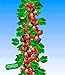 Foto BALDUR Garten Rote Säulen-Stachelbeeren, 1 Pflanze, Ribes uva-crispa Säulenobst neu Bestseller 2024-2023