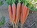 Photo Bulk Organic Carrot Seeds Scarlet Nantes (1/2 Lb) new bestseller 2024-2023