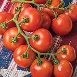 Burpee 'Fourth of July' Hybrid | Red Slicing Tomato | 50 Seeds Photo, bestseller 2024-2023 new, best price $8.75 review