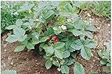 David's Garden Seeds Fruit Strawberry Alexandria 6977 (Red) 100 Non-GMO, Heirloom Seeds Photo, bestseller 2024-2023 new, best price $4.45 ($0.04 / Count) review