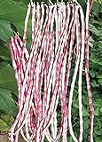 Long Bean Seeds 10g Snake Yard-Long Asparagus Bean Red Noodle Pole Bean Garden Vegetable Organic Green Fresh for Planting Outside Door Cooking Dish Taste Sweet Delicious (Bean Seeds-Mix) Photo, bestseller 2024-2023 new, best price $7.99 ($19.98 / Ounce) review