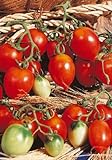 Salerno Seeds Grape Tomato Piennolo Del Vesuvio Pomodoro Heirloom Tomato 3 Grams Made in Italy Italian Non-GMO Photo, bestseller 2024-2023 new, best price $4.99 review