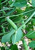 Pea Seed, Early Alaska, Heirloom, Non GMO, 20+ Seeds, Great Peas Photo, bestseller 2024-2023 new, best price $1.99 review