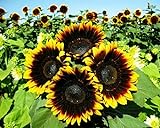 12+ Seeds Sunflower : Pro Cut (BTL) Bicolor Sunflower Fresh Photo, bestseller 2024-2023 new, best price $26.00 review