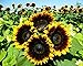 Photo 25+ Seeds Sunflower : Pro Cut (BTL) Bicolor Sunflower Fresh new bestseller 2024-2023