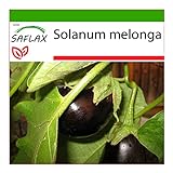 SAFLAX - Berenjena - 20 semillas - Con sustrato estéril para cultivo - Solanum melonga Foto, éxito de ventas 2024-2023 nuevo, mejor precio 4,45 € revisión